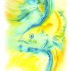 Betta Fish