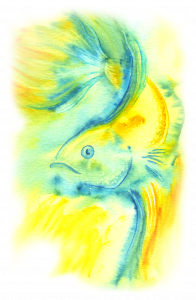 betta