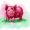 Piggy