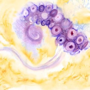 Abstract Octopus #06 - Print