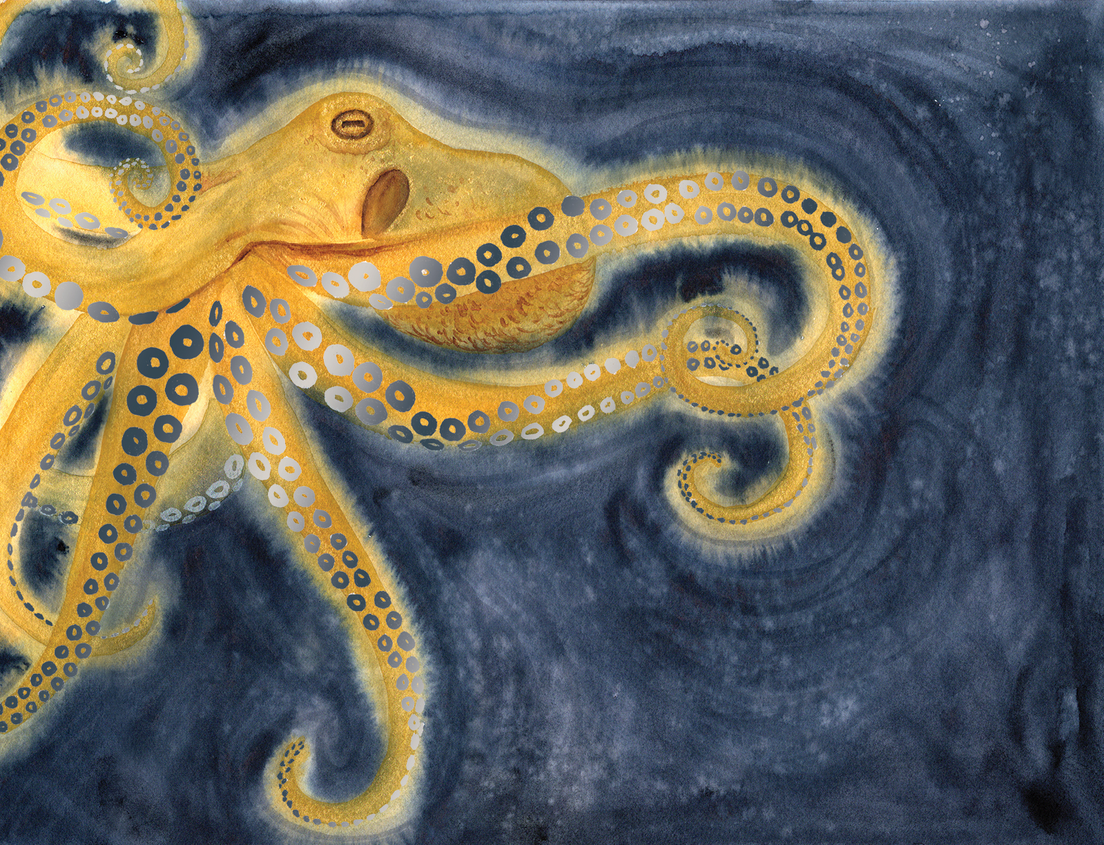 Shiny Octopus Prints (11x17) » Artwork Nicole Hanusek
