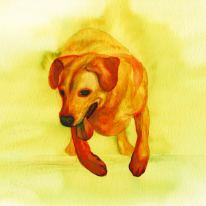Yellow Lab - Print